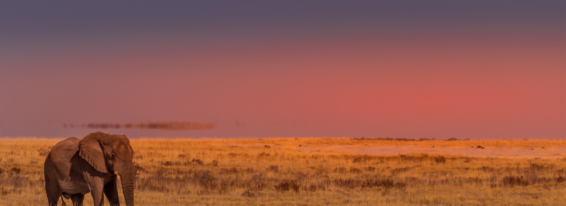 Black Friday Sale with Collette banner